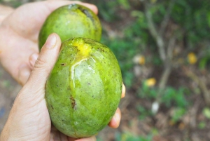 Zanzibar : visite de la ferme Village Green avec dégustation d'épices