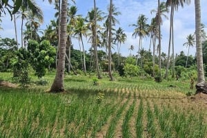 Zanzibar : visite de la ferme Village Green avec dégustation d'épices
