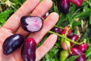 Sansibar: Village Green Farm -kierros ja mausteiden maistelu