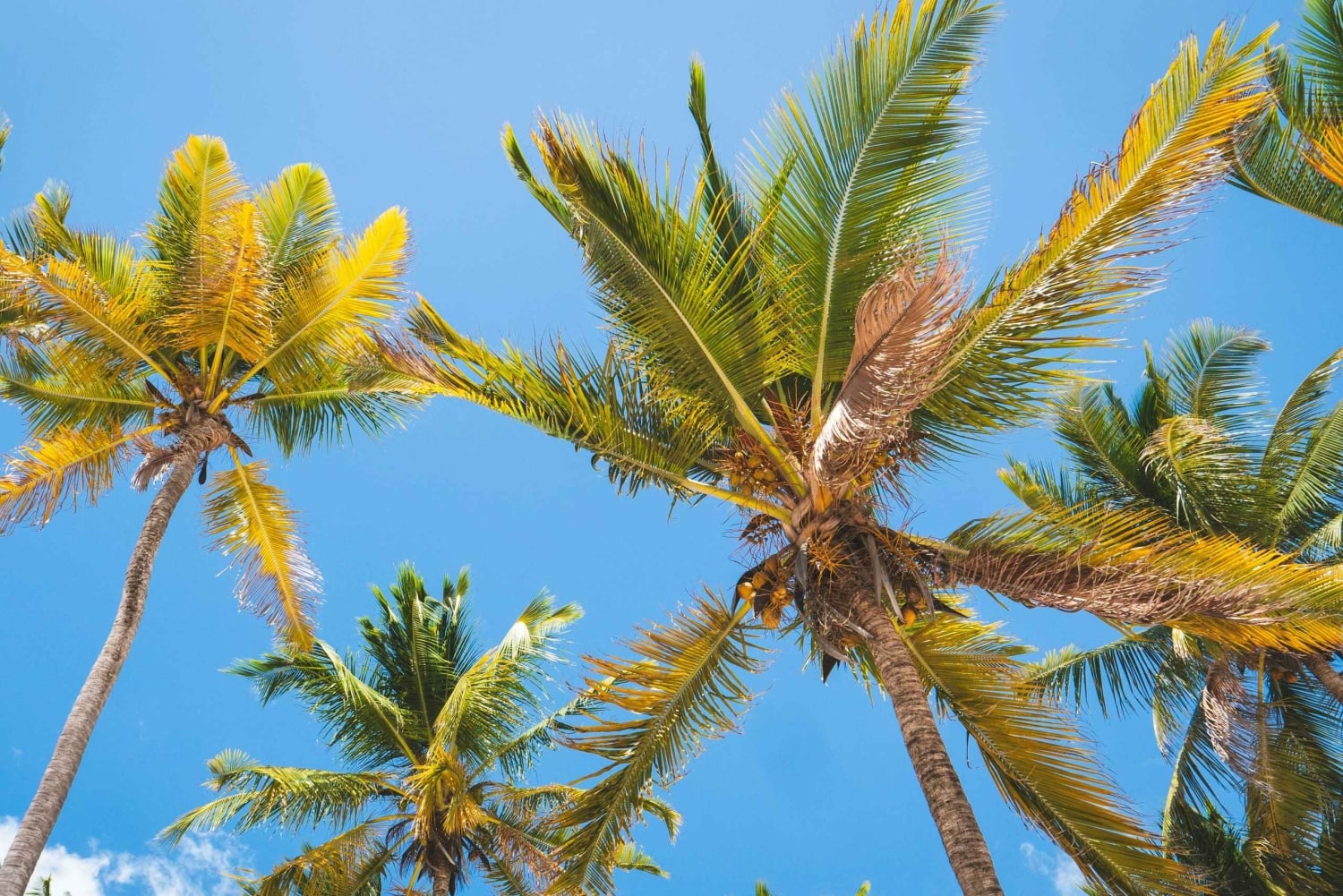 Zanzibar: Byrundtur, matlagningskurs och dhowkryssning