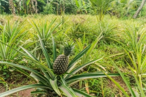 Zanzibar: Walking Spice Tours with Guide