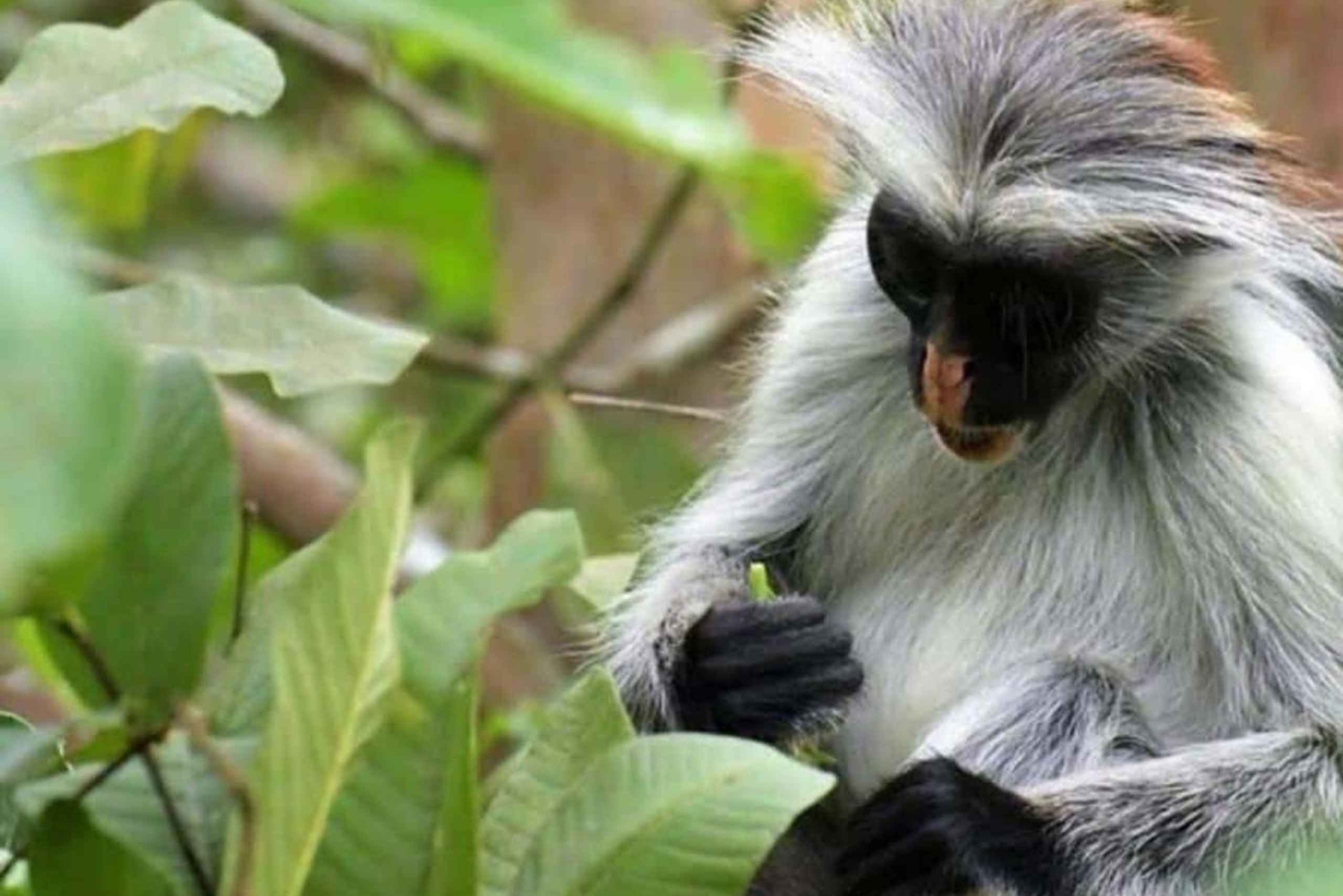 Zanzibars dyreliv: Jozani-aber, krybdyrpark og skildpadder