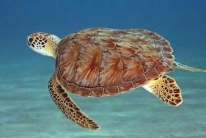 Zanzibar: specerijentour, Salaam-grot en The Rock