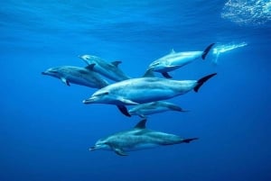 Zanzibar: specerijentour, Salaam-grot en The Rock