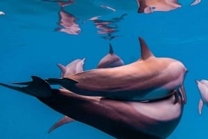 Zanzibar: specerijentour, Salaam-grot en The Rock