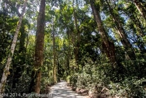 ザンジバル：ジップラインアドベンチャー＆マシンギニの森を探索しましょう。