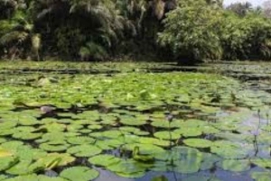 Zanzibar: Zipline Adventure in masingini forest tour