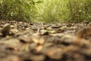 Zanzibar: Zipline Adventure in masingini forest tour