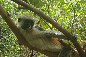 Zanzibar: Zipline Adventure in masingini forest tour