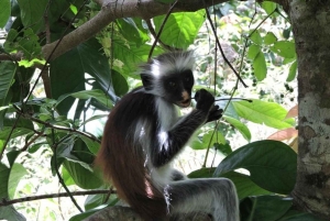 Zanzibar: Zipline Adventure in masingini forest tour