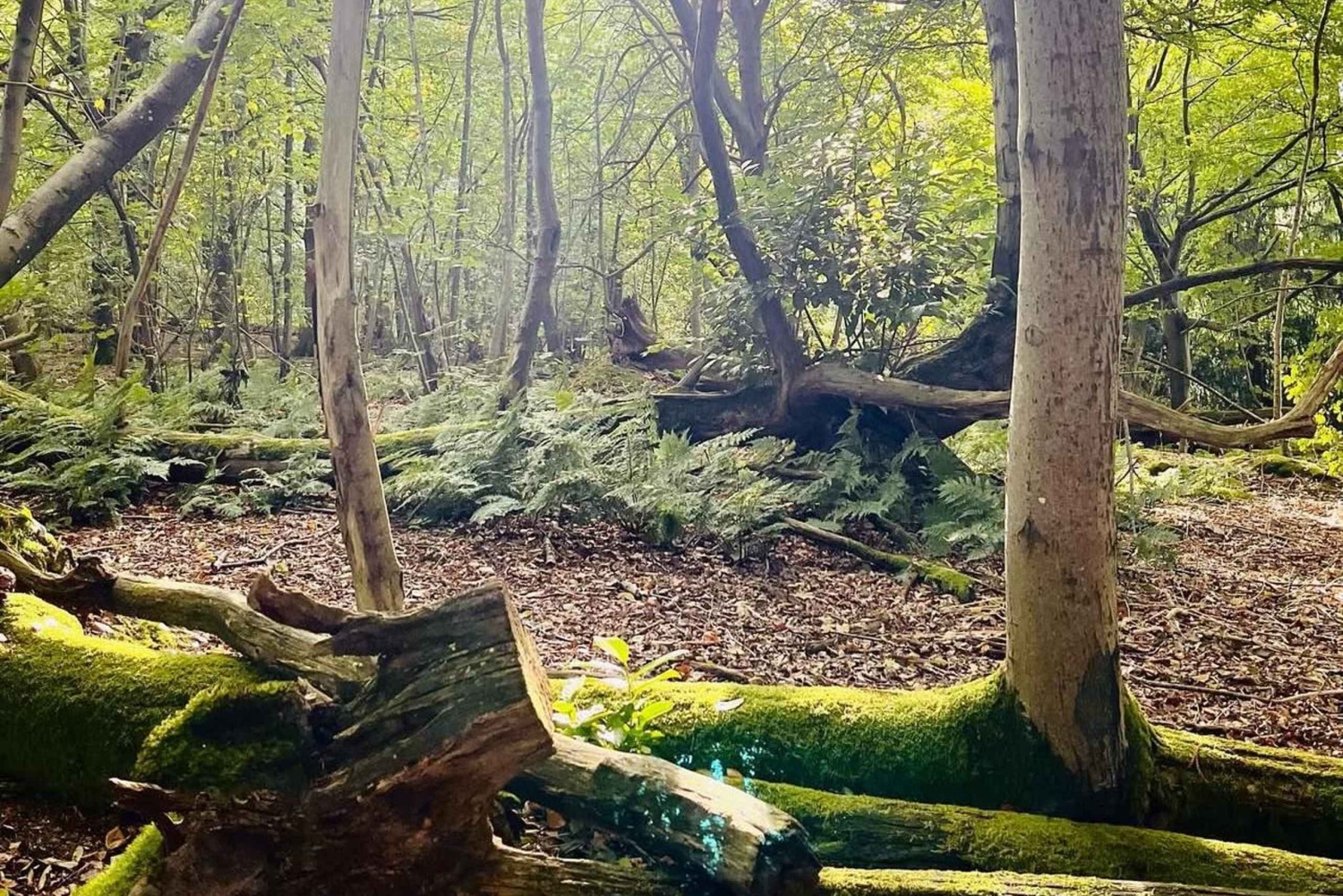 Zanzibar: köysirata- ja luontoelämykset kuljetuksilla