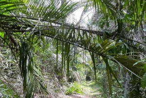 Zanzibar: köysirata- ja luontoelämykset kuljetuksilla