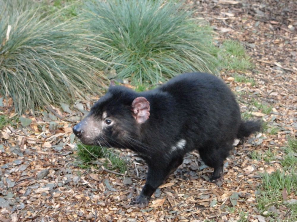 A Tasmanian Devil
