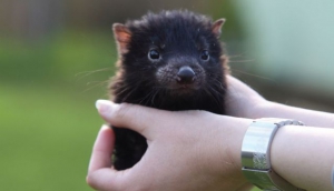 Wineglass Bay from Mt Amos; Tourism Tasmania & Paul Sinclair