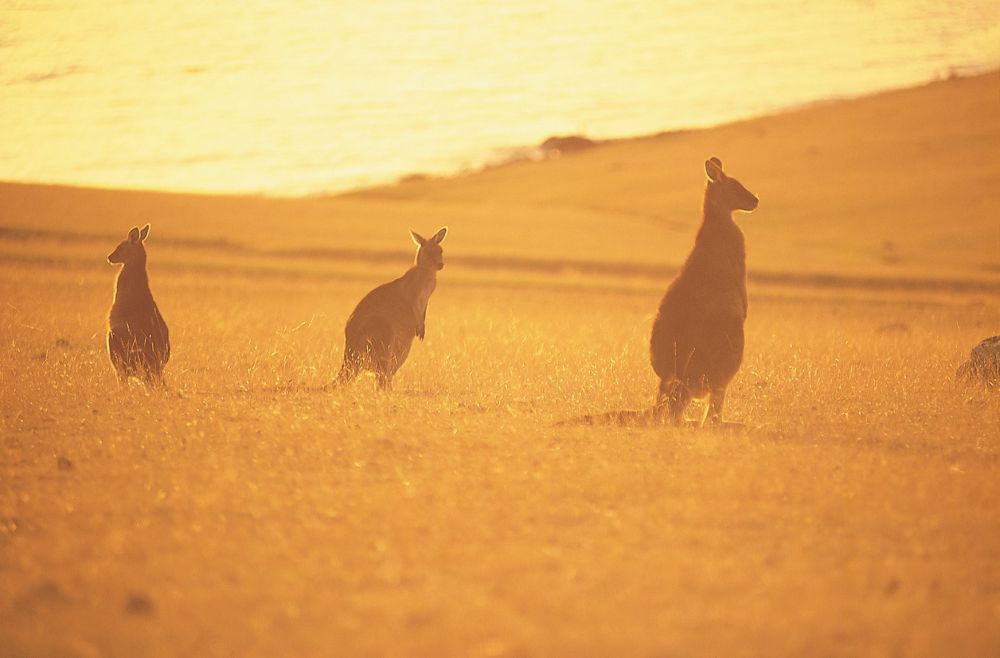 Forrester Kangaroos (Credit: Tourism Tasmania & George Apostolidis)