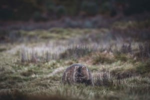 6-daagse Tassie-tourpakket: Iconen van het eiland