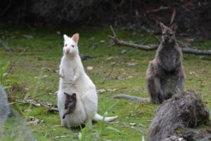 6-daagse Tassie-tourpakket: Iconen van het eiland