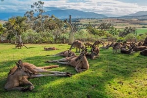 6-daagse Tassie-tourpakket: Iconen van het eiland