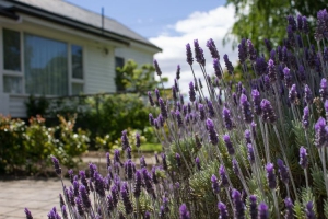 Ashton Gate Bed and Breakfast