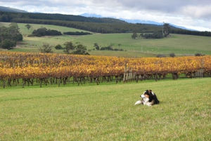 Bay of Fires: Wine, Wildlife & Vineyard Walk