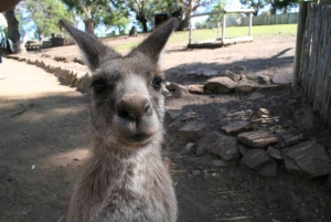 Bonorong Wildlife Sanctuary Half-Day Tour from Hobart