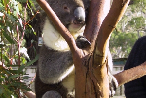 Bonorong Wildlife Sanctuary Half-Day Tour from Hobart