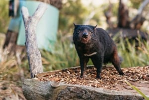 Bonorong Wildlife Sanctuary Puolipäiväretki Hobartista käsin