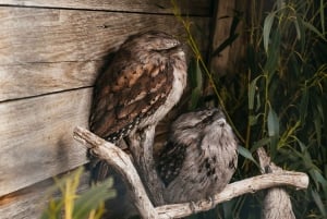 Ab Hobart: Halbtägige Tour zum Bonorong Wildlife Sanctuary