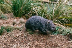 Excursão de meio dia ao Bonorong Wildlife Sanctuary saindo de Hobart