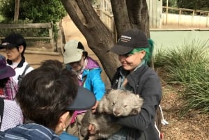 Bonorong Wildlife Sanctuary Shuttle: Hobart Shore Excursion