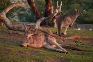 Bonorong Wildlife Sanctuary Shuttle: Hobart Shore Excursion