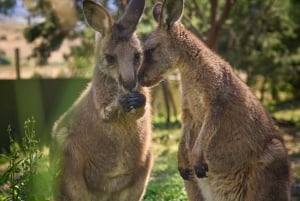 Bonorong Wildlife Sanctuary Shuttle: Hobart Shore Excursion