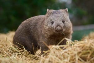 Bonorong Wildlife Sanctuary Shuttle: Hobart Shore Excursion