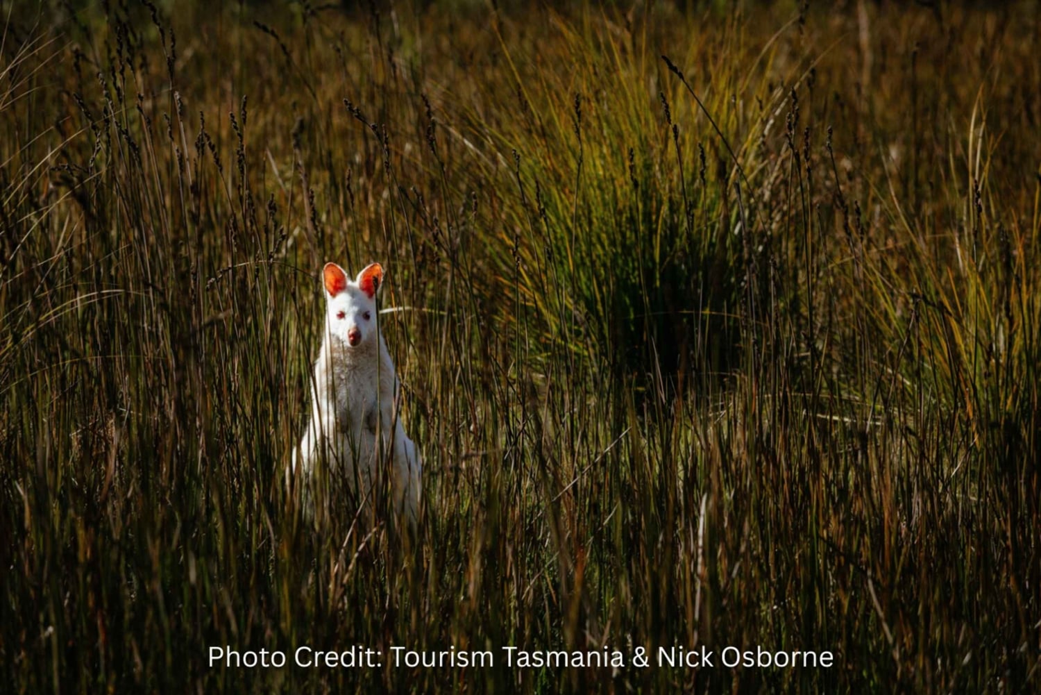 Остров Бруни: обзорная экскурсия с гидом (8 часов, индивидуальная экскурсия)