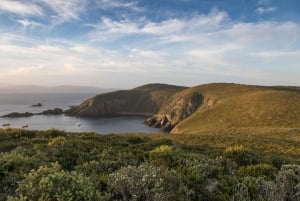 Wycieczka na wyspę Bruny z latarnią morską i 2-daniowym lunchem w winiarni