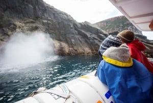 Hobart: ekologiczny rejs Bruny Island Wilderness Coast z lunchem