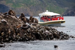 Hobart: Bruny Island Wilderness Coast Eco Cruise med frokost