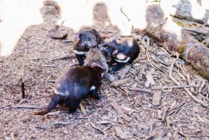 Cradle Mountain: Po zmroku Wycieczka na karmienie diabła tasmańskiego