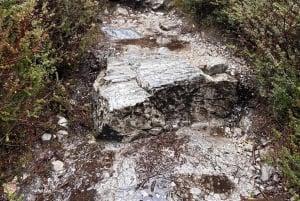 Cradle Mountain: Geführte Tagestour zum Dove Lake mit Mittagessen