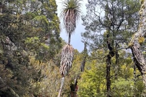 Cradle Mountain: Geführte Tagestour zum Dove Lake mit Mittagessen