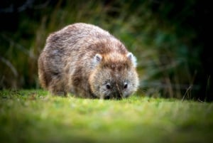 Avvistamento della fauna selvatica di Cradle Mountain dopo il tramonto