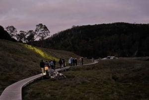 Avvistamento della fauna selvatica di Cradle Mountain dopo il tramonto