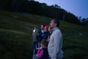 Avvistamento della fauna selvatica di Cradle Mountain dopo il tramonto