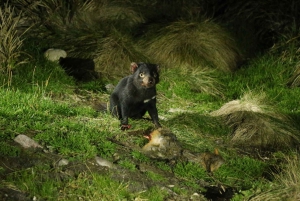 Cradle Mountain Wildlife Spotting after Dark