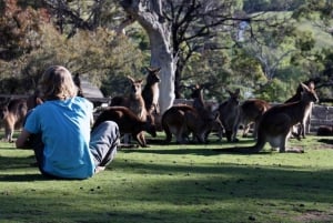 Hobart Hobart, Richmond y Excursión al Santuario de Fauna Salvaje de Bonorong