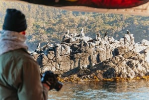 Fra Hobart/Adventure Bay: Bruny Island Wilderness Cruise