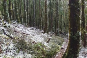 From Hobart: Cradle Mountain Full Day Tour