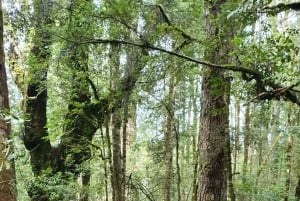 Hobartista: Gordon Dam ja Lake Pedder Wilderness -päiväretki
