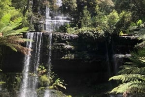 Desde Hobart Excursión de un día al monte Field, al monte Wellington y a la fauna salvaje