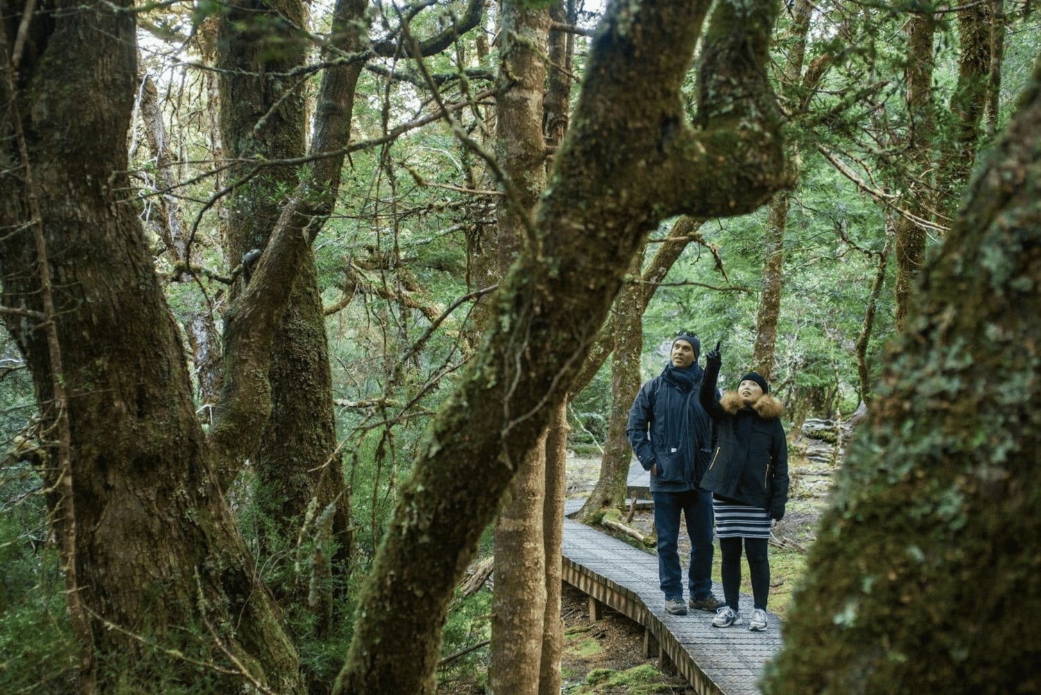 From Launceston: Sheffield Murals & Cradle Mountain Day Tour